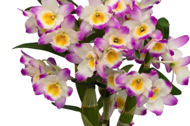 Dendrobium Bright Eyes Variety Thumbnail.jpg